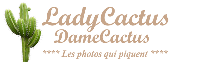 Lady Cactus